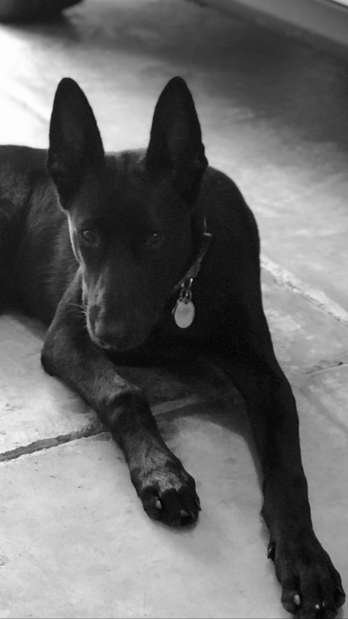Belgian Malinois Puppies: Superior Quality of Puppies for Sale breeder image 45
