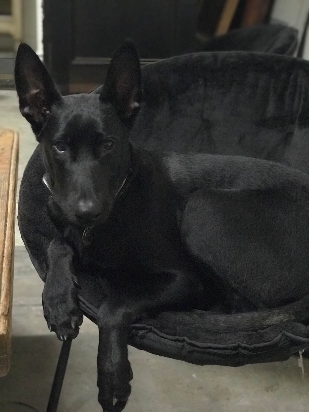 Belgian Malinois Puppies: Superior Quality of Puppies for Sale breeder image 48