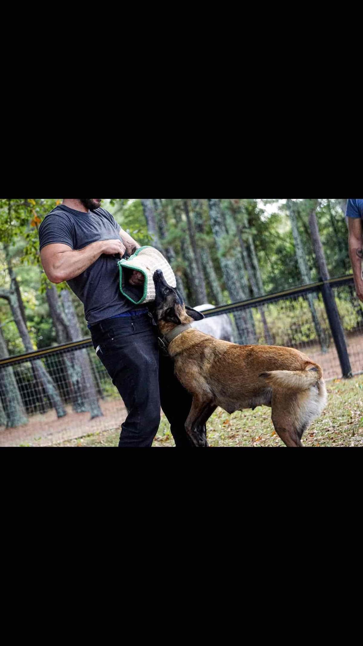 Belgian Malinois Puppies: Superior Quality of Puppies for Sale breeder image 49
