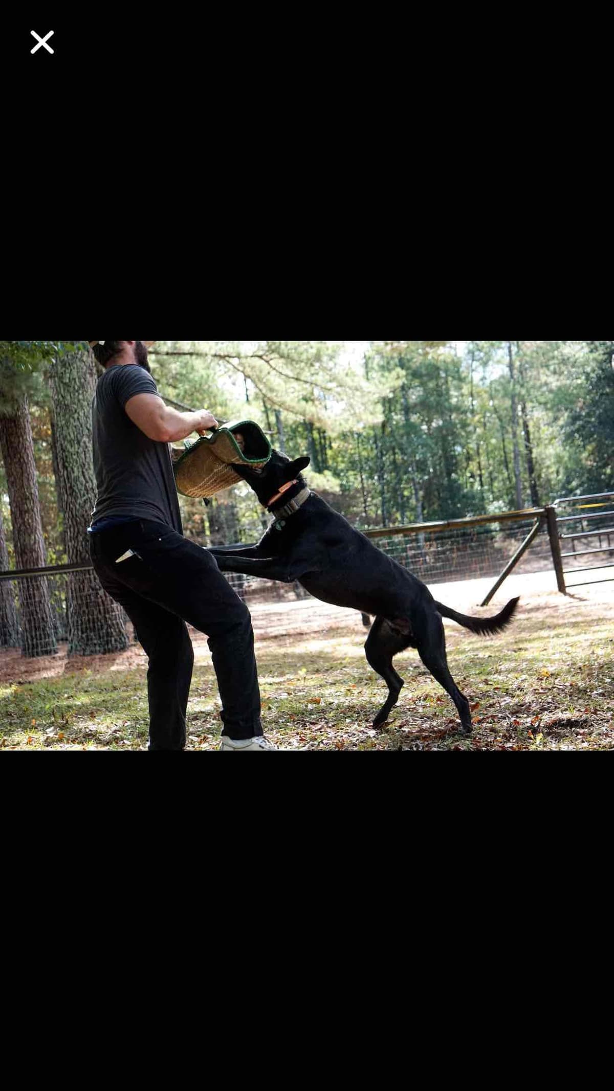Belgian Malinois Puppies: Superior Quality of Puppies for Sale breeder image 50