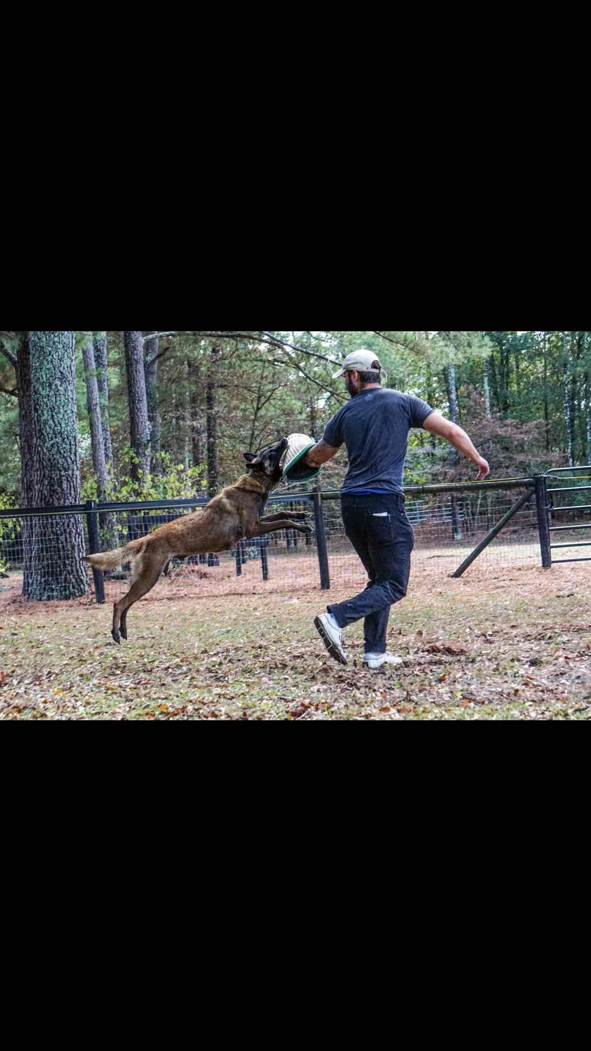 Belgian Malinois Puppies: Superior Quality of Puppies for Sale breeder image 55