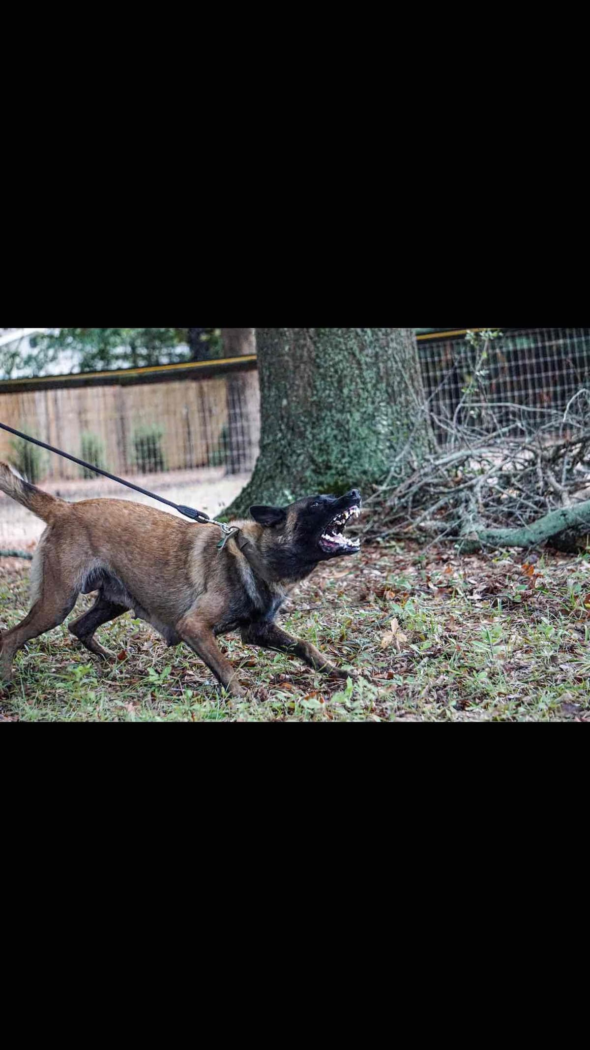 Belgian Malinois Puppies: Superior Quality of Puppies for Sale breeder image 59