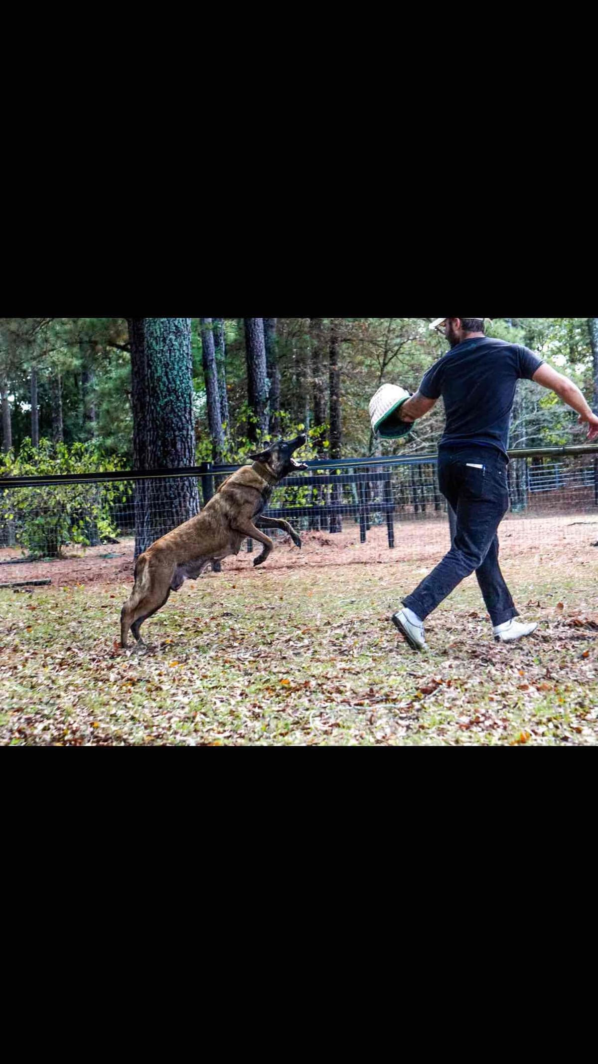 Belgian Malinois Puppies: Superior Quality of Puppies for Sale breeder image 61