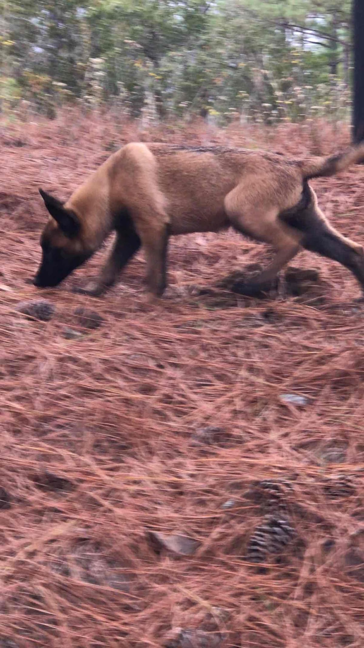 Belgian Malinois Puppies: Superior Quality of Puppies for Sale breeder image 60