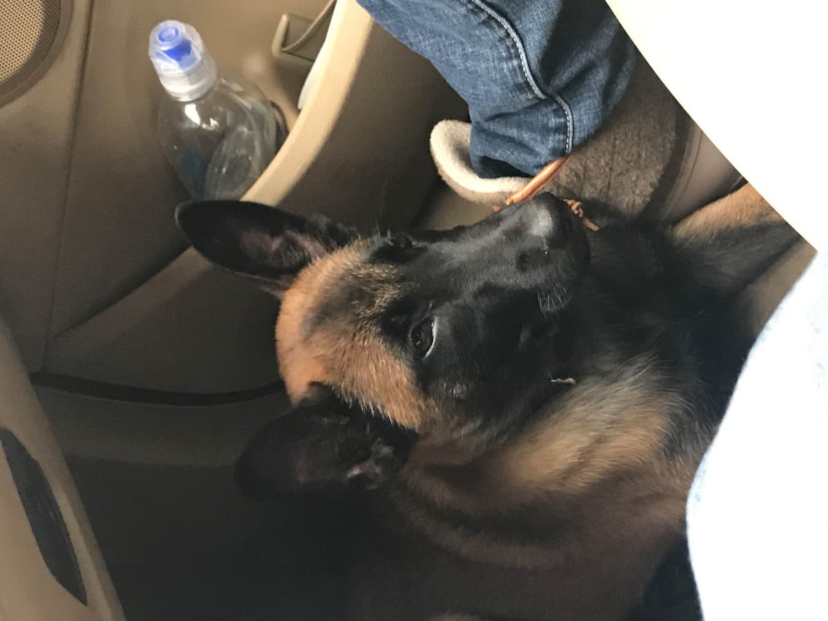 Belgian Malinois Puppies: Superior Quality of Puppies for Sale breeder image 62