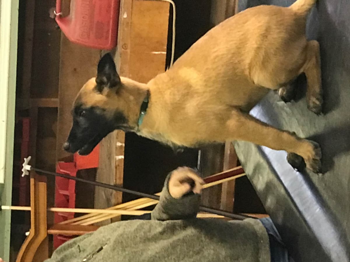 Belgian Malinois Puppies: Superior Quality of Puppies for Sale breeder image 67