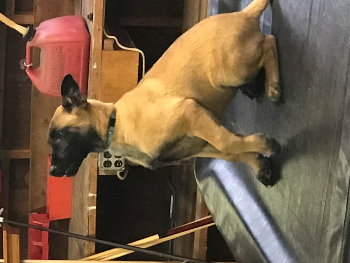 Belgian Malinois Puppies: Superior Quality of Puppies for Sale breeder image 65