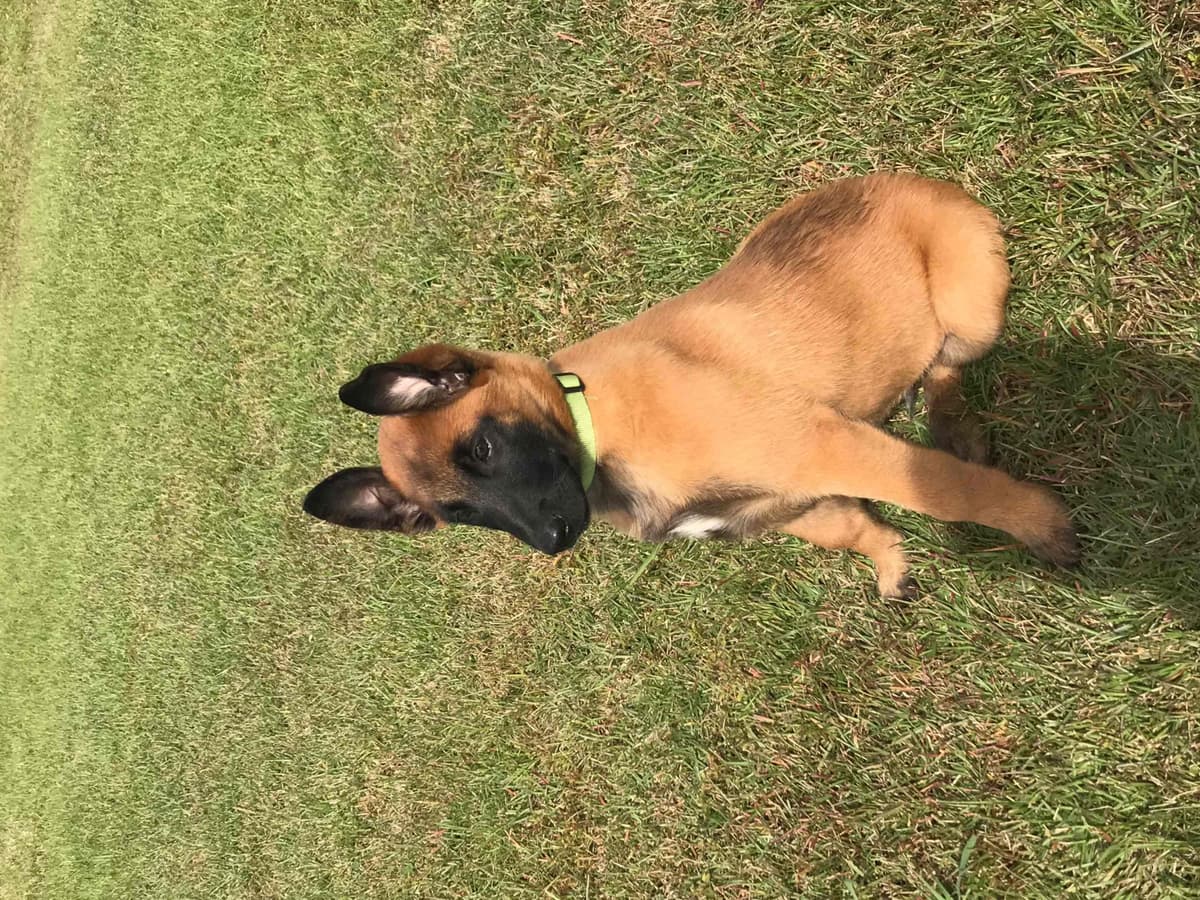 Belgian Malinois Puppies: Superior Quality of Puppies for Sale breeder image 66
