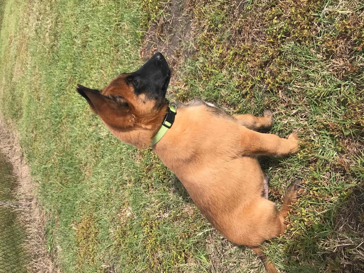 Belgian Malinois Puppies: Superior Quality of Puppies for Sale breeder image 68