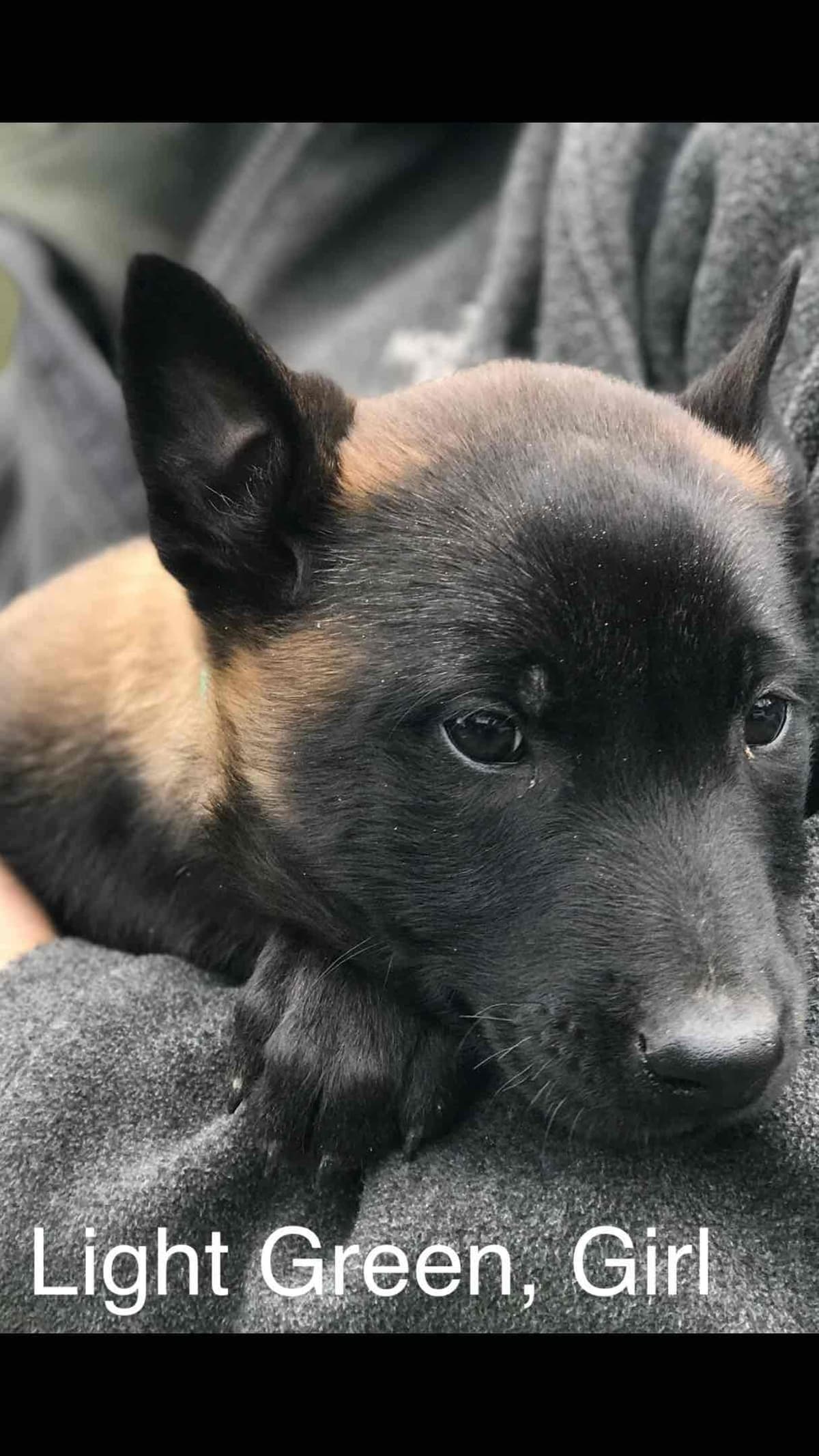 Belgian Malinois Puppies: Superior Quality of Puppies for Sale breeder image 69