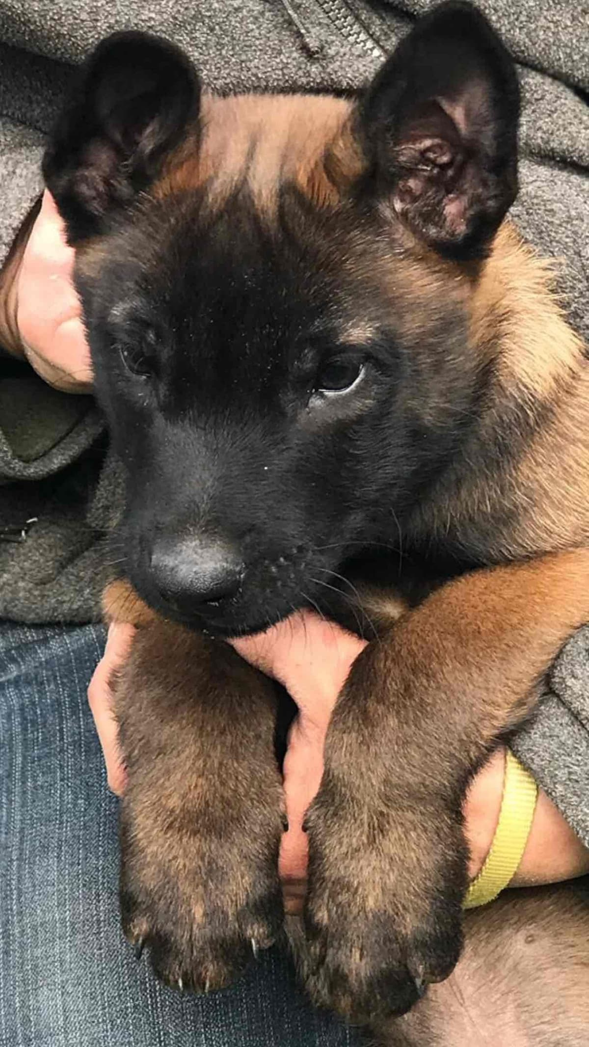 Belgian Malinois Puppies: Superior Quality of Puppies for Sale breeder image 70