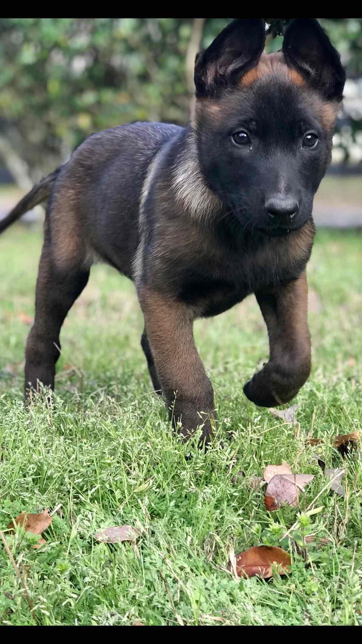Belgian Malinois Puppies: Superior Quality of Puppies for Sale breeder image 72