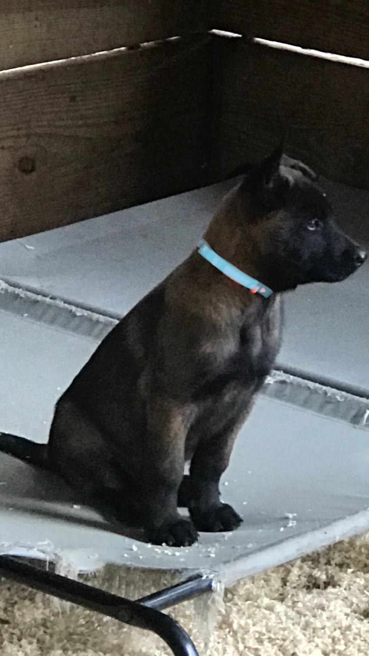 Belgian Malinois Puppies: Superior Quality of Puppies for Sale breeder image 71