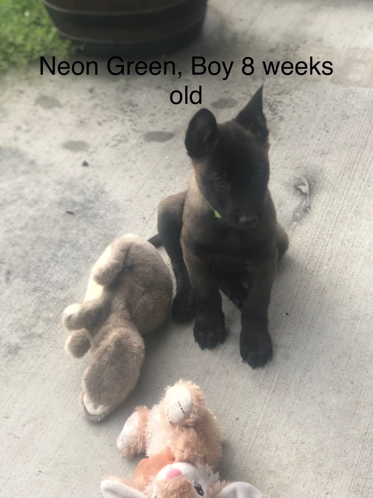 Belgian Malinois Puppies: Superior Quality of Puppies for Sale breeder image 74