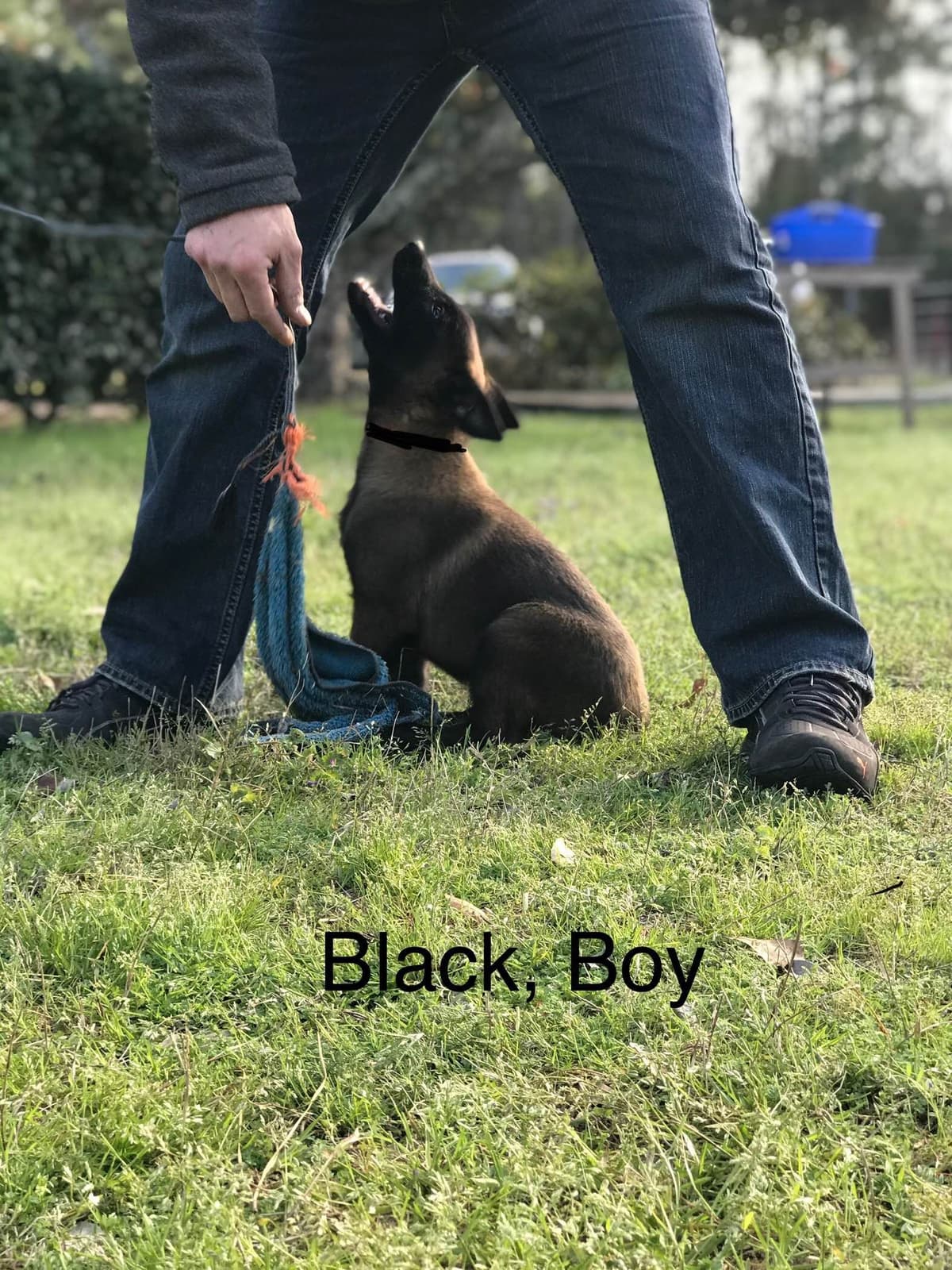 Belgian Malinois Puppies: Superior Quality of Puppies for Sale breeder image 73