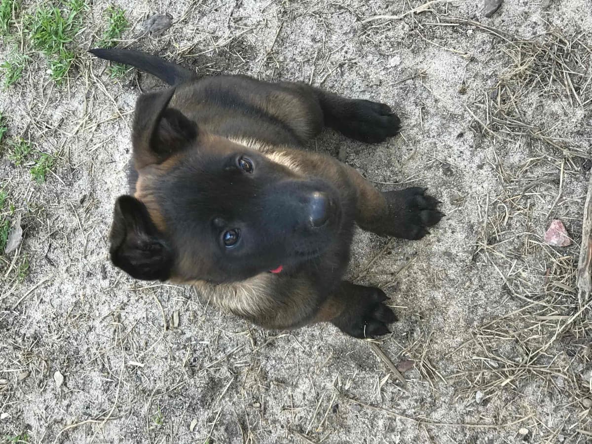 Belgian Malinois Puppies: Superior Quality of Puppies for Sale breeder image 80