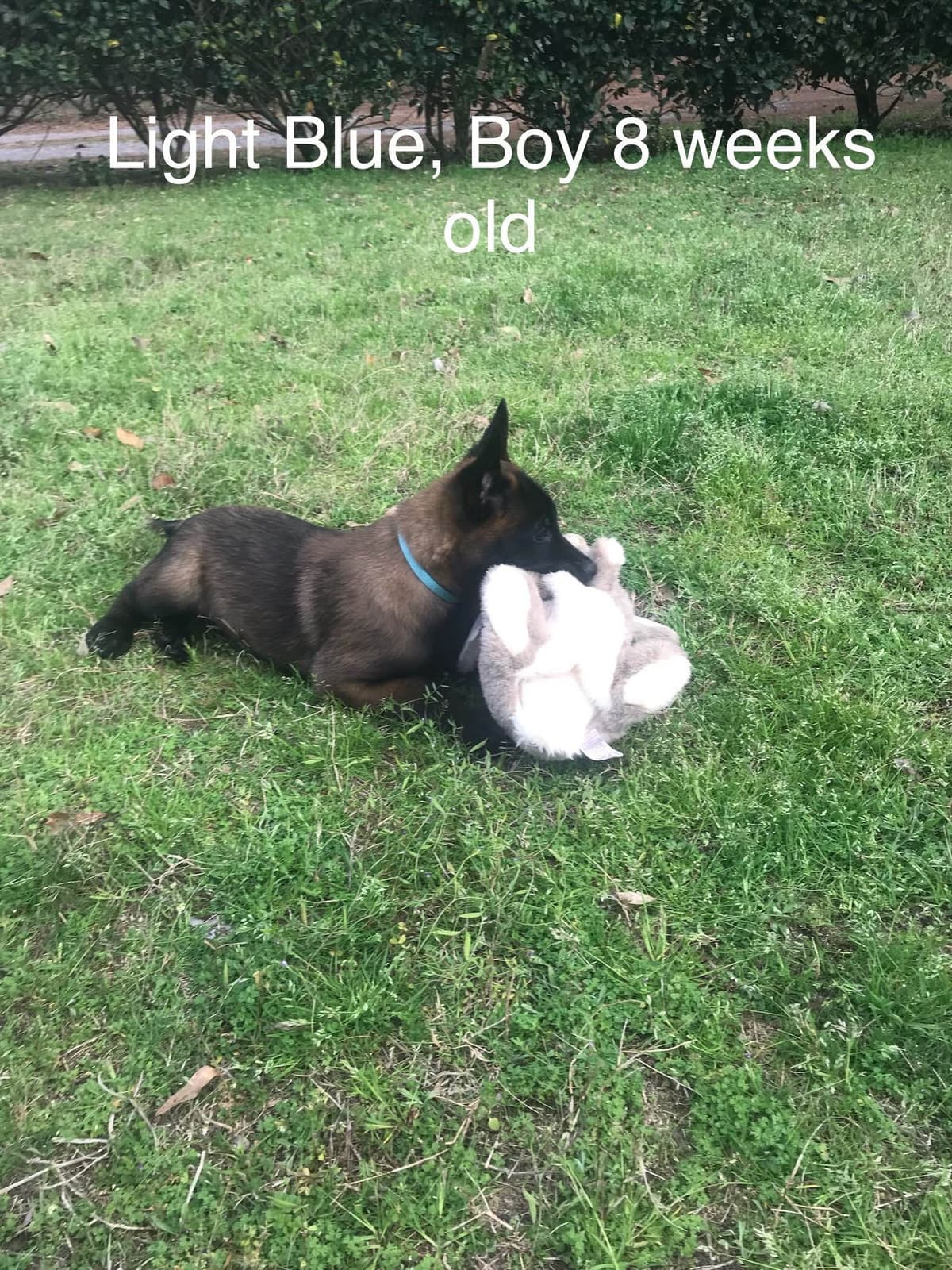 Belgian Malinois Puppies: Superior Quality of Puppies for Sale breeder image 75