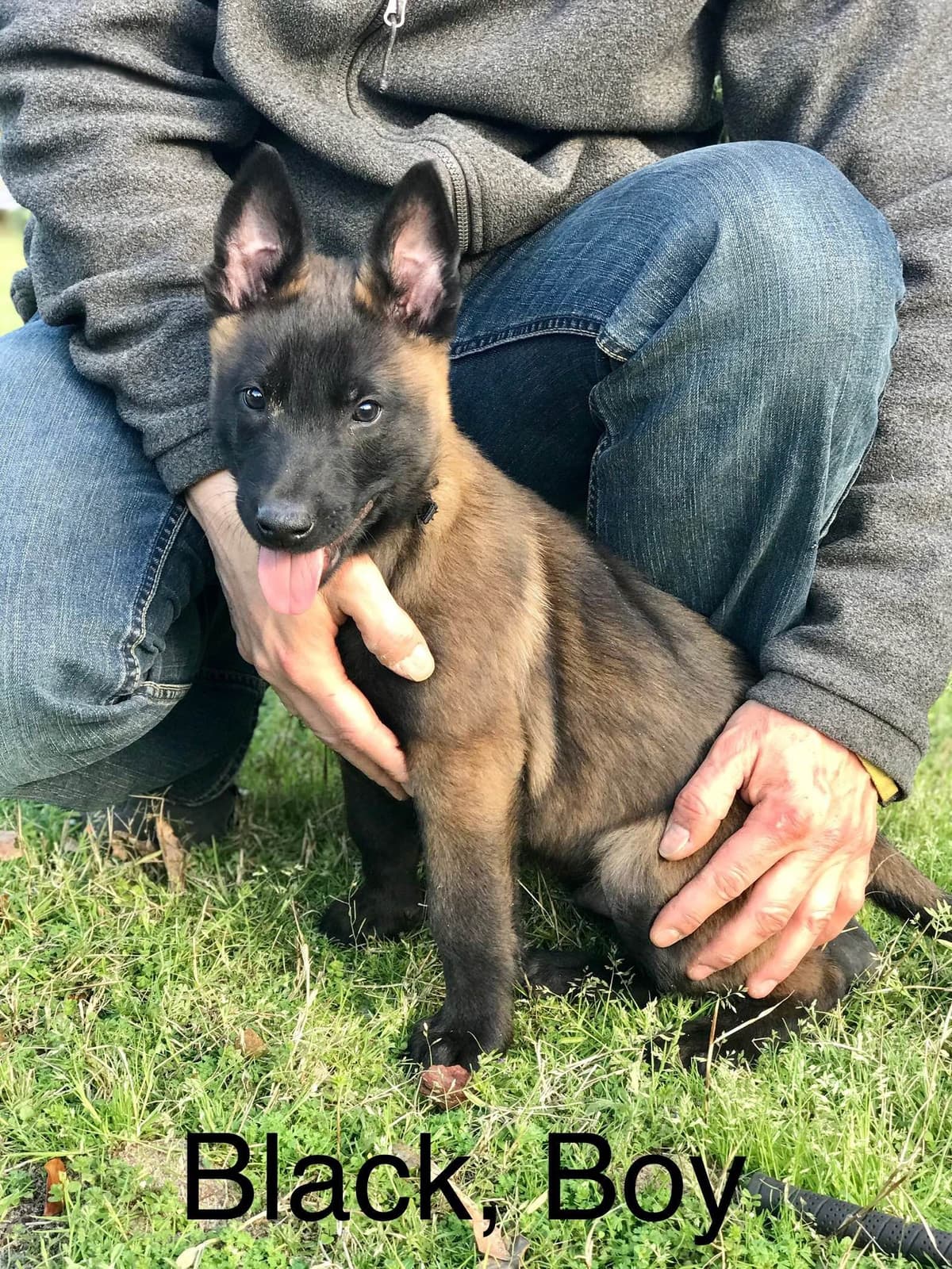 Belgian Malinois Puppies: Superior Quality of Puppies for Sale breeder image 79