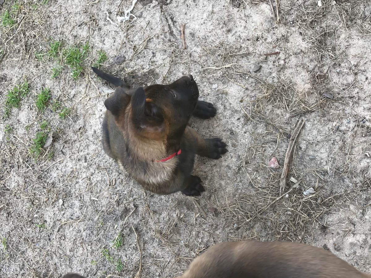 Belgian Malinois Puppies: Superior Quality of Puppies for Sale breeder image 78
