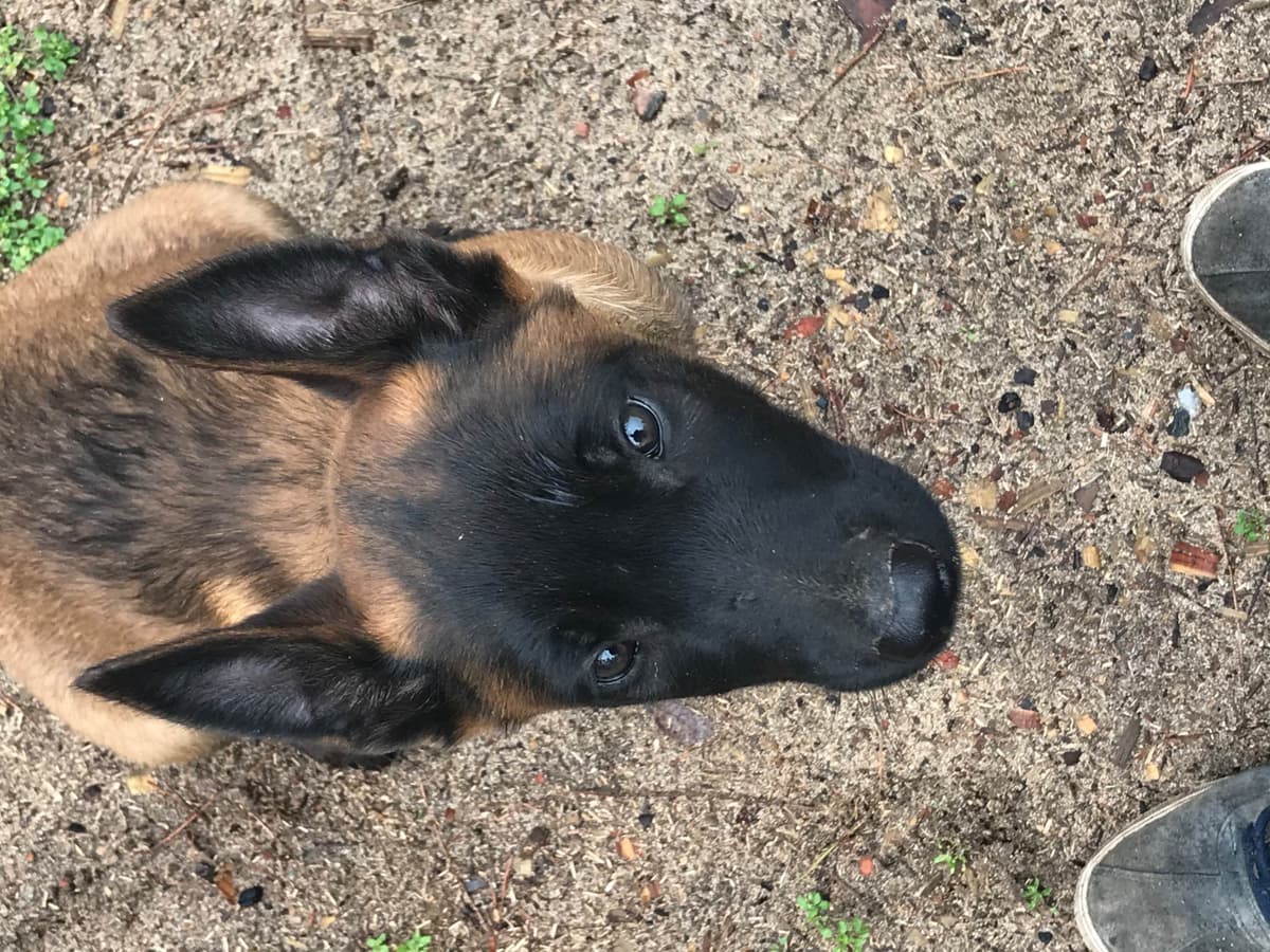Belgian Malinois Puppies: Superior Quality of Puppies for Sale breeder image 82