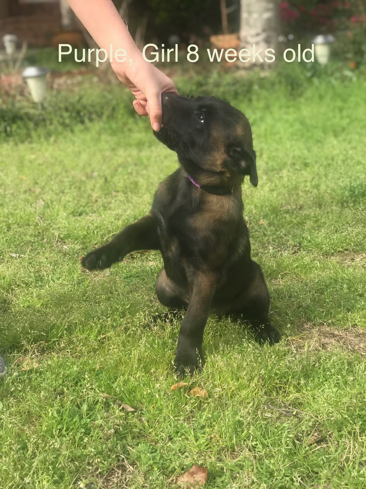 Belgian Malinois Puppies: Superior Quality of Puppies for Sale breeder image 83