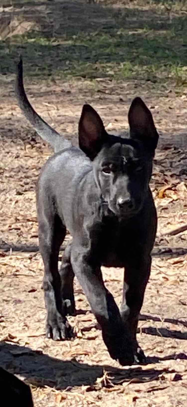 Belgian Malinois Puppies: Superior Quality of Puppies for Sale breeder image 86