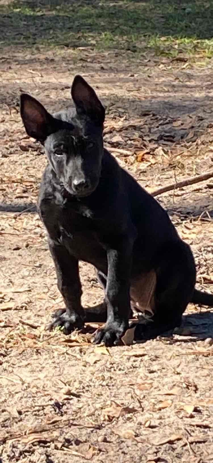 Belgian Malinois Puppies: Superior Quality of Puppies for Sale breeder image 88