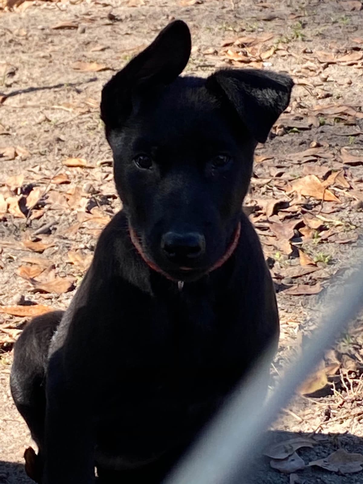 Belgian Malinois Puppies: Superior Quality of Puppies for Sale breeder image 89