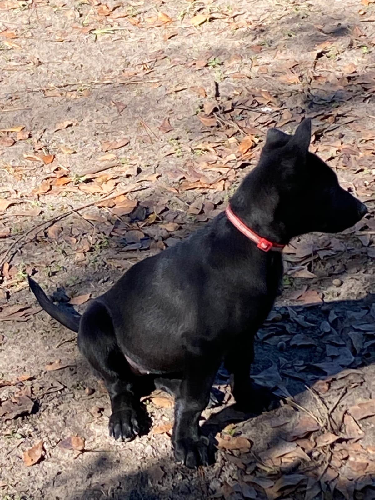 Belgian Malinois Puppies: Superior Quality of Puppies for Sale breeder image 90