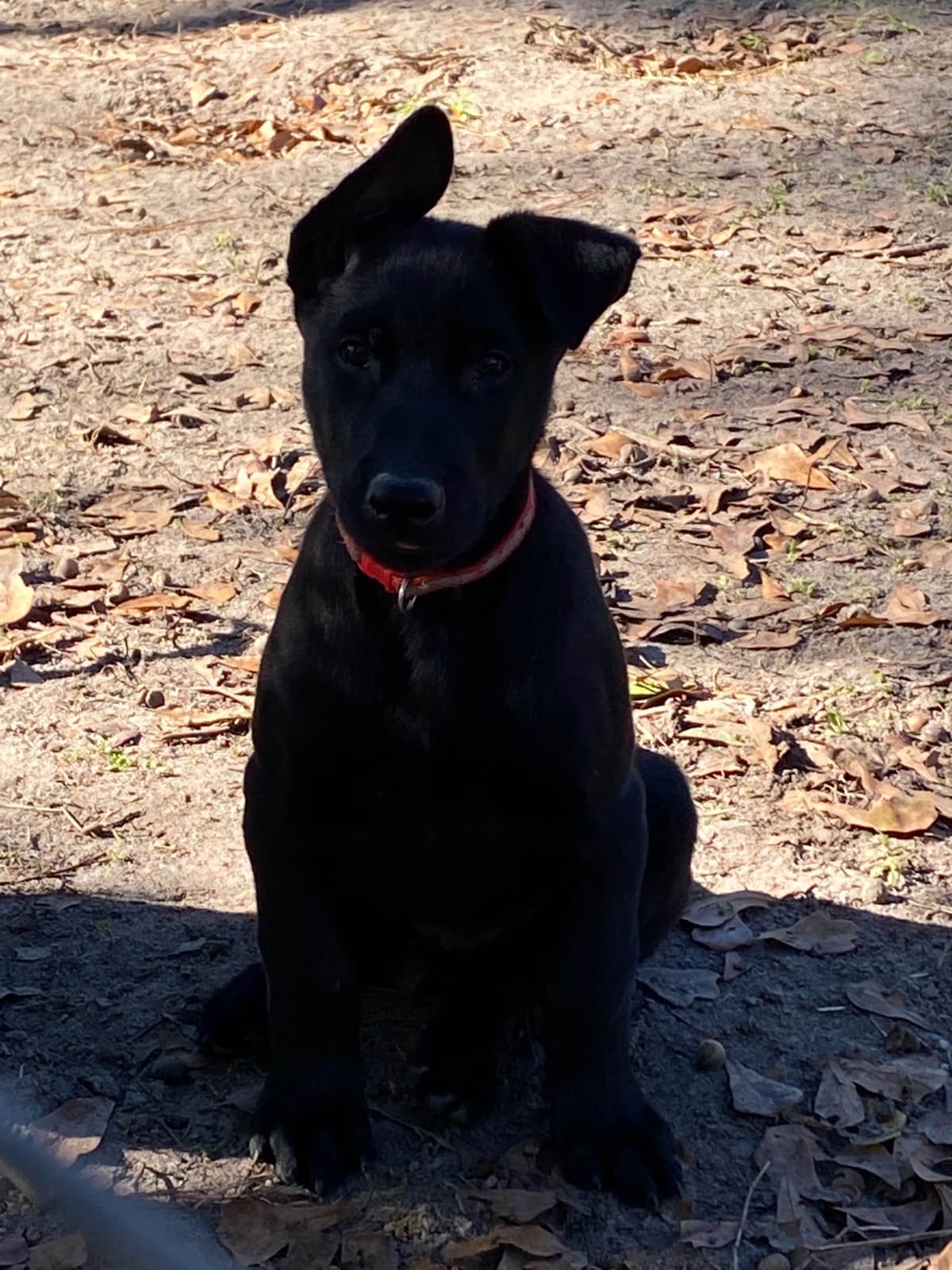 Belgian Malinois Puppies: Superior Quality of Puppies for Sale breeder image 91