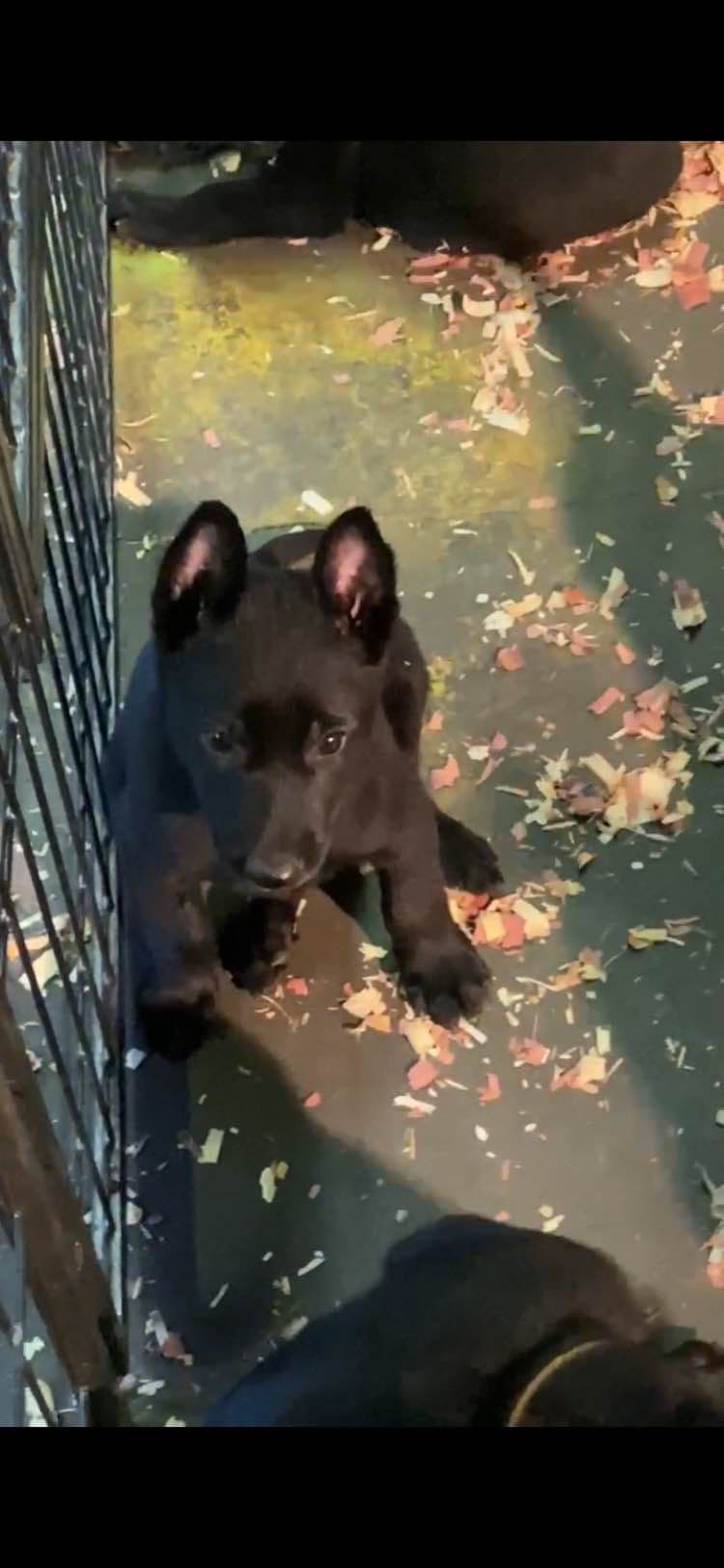 Belgian Malinois Puppies: Superior Quality of Puppies for Sale breeder image 92