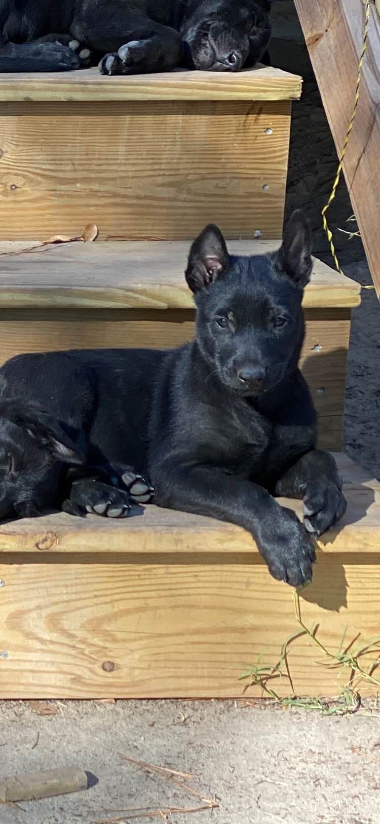 Belgian Malinois Puppies: Superior Quality of Puppies for Sale breeder image 93