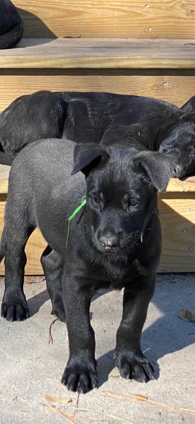 Belgian Malinois Puppies: Superior Quality of Puppies for Sale breeder image 94
