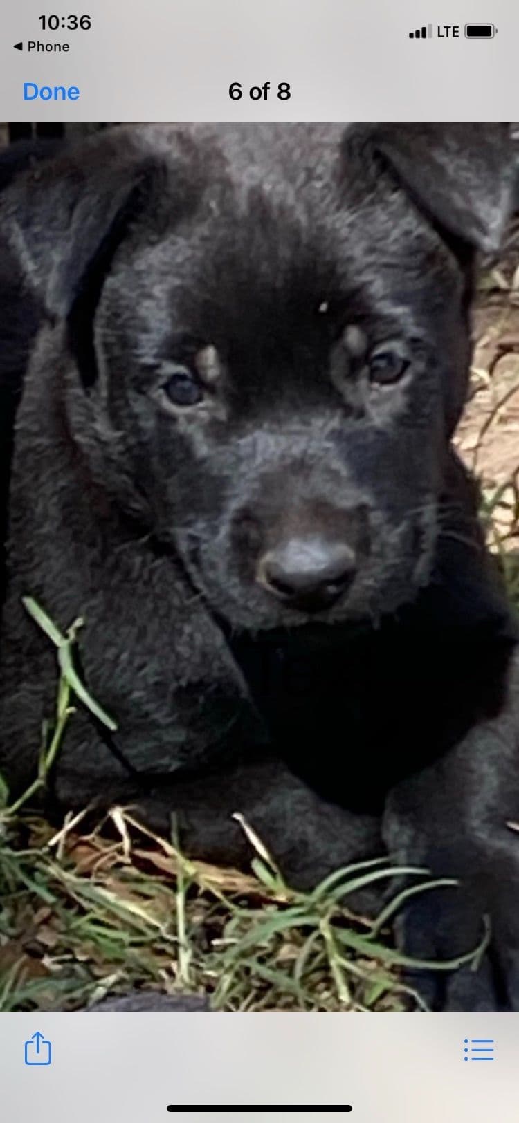 Belgian Malinois Puppies: Superior Quality of Puppies for Sale breeder image 95