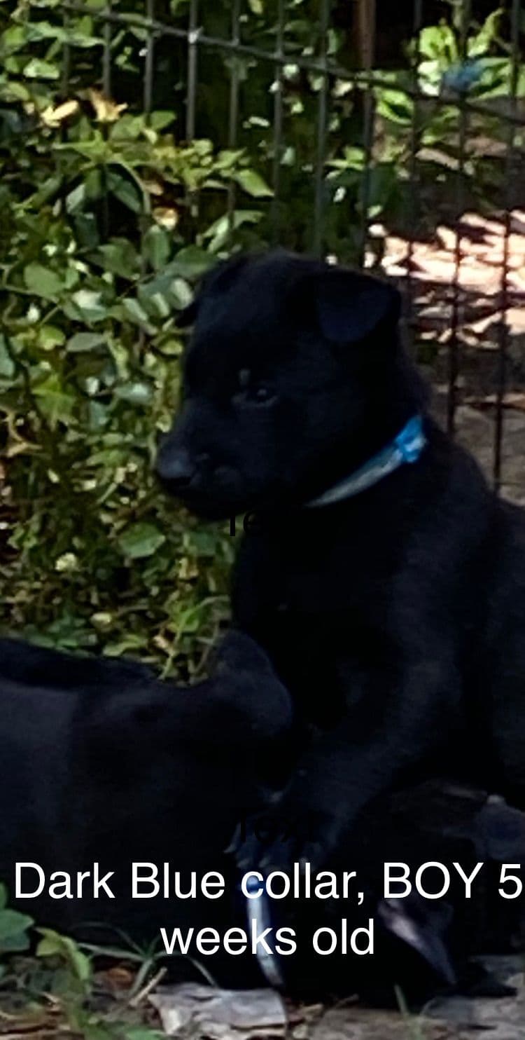 Belgian Malinois Puppies: Superior Quality of Puppies for Sale breeder image 96