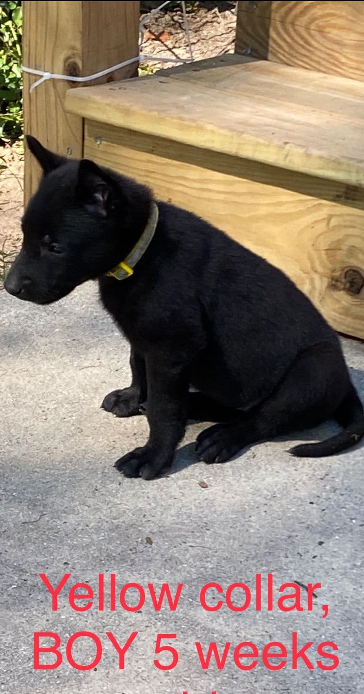 Belgian Malinois Puppies: Superior Quality of Puppies for Sale breeder image 97