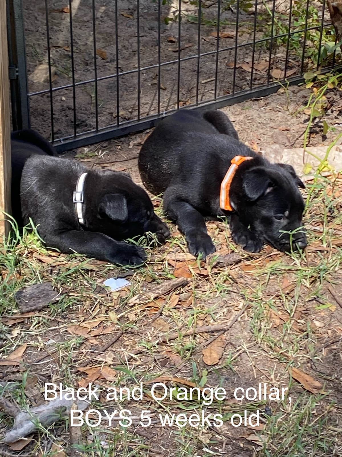 Belgian Malinois Puppies: Superior Quality of Puppies for Sale breeder image 98