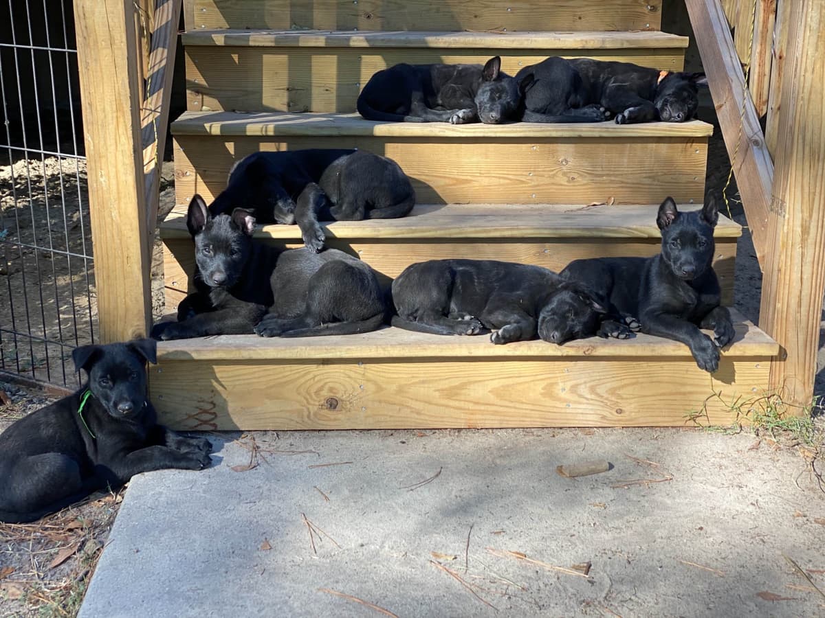 Belgian Malinois Puppies: Superior Quality of Puppies for Sale breeder image 99