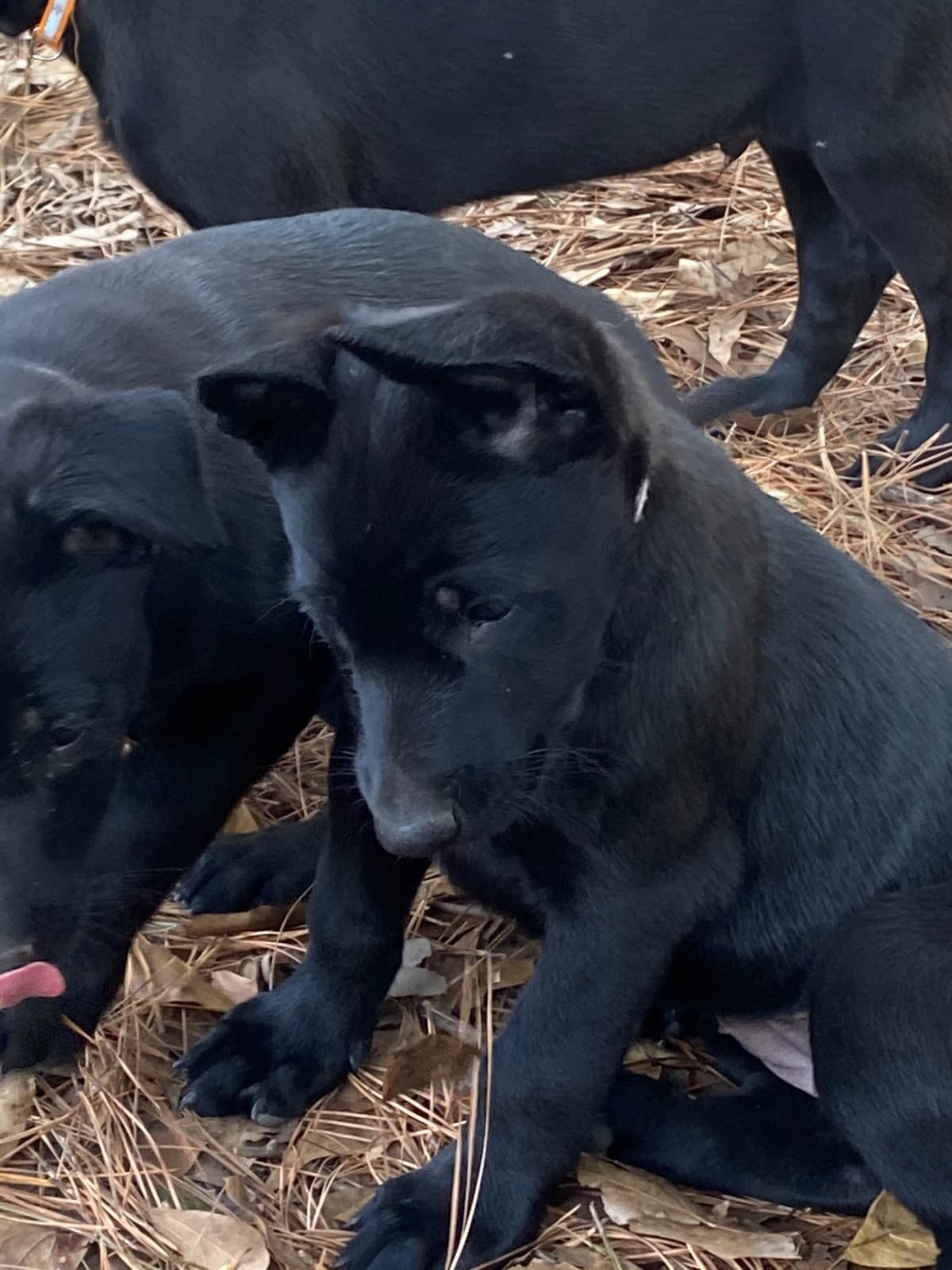 Belgian Malinois Puppies: Superior Quality of Puppies for Sale breeder image 100