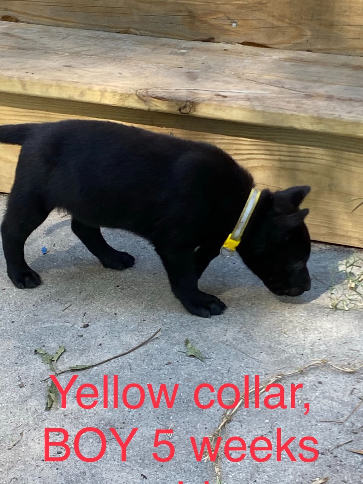 Belgian Malinois Puppies: Superior Quality of Puppies for Sale breeder image 101