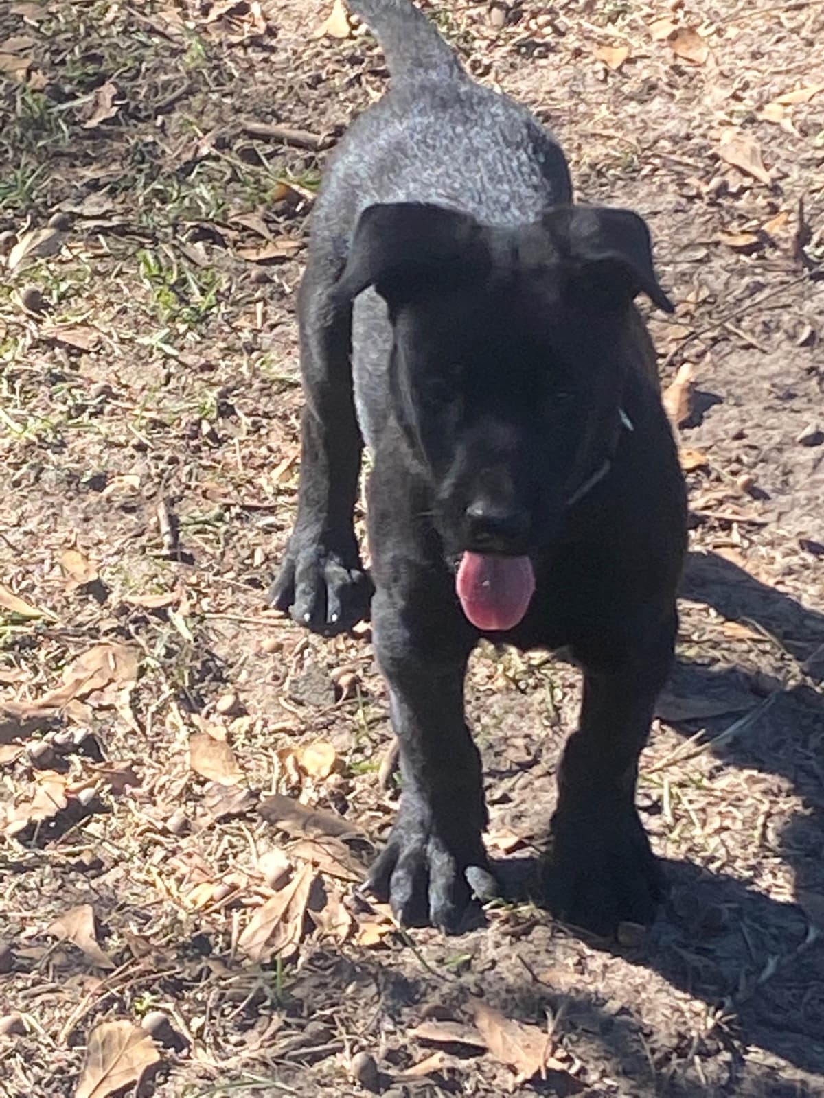 Belgian Malinois Puppies: Superior Quality of Puppies for Sale breeder image 102