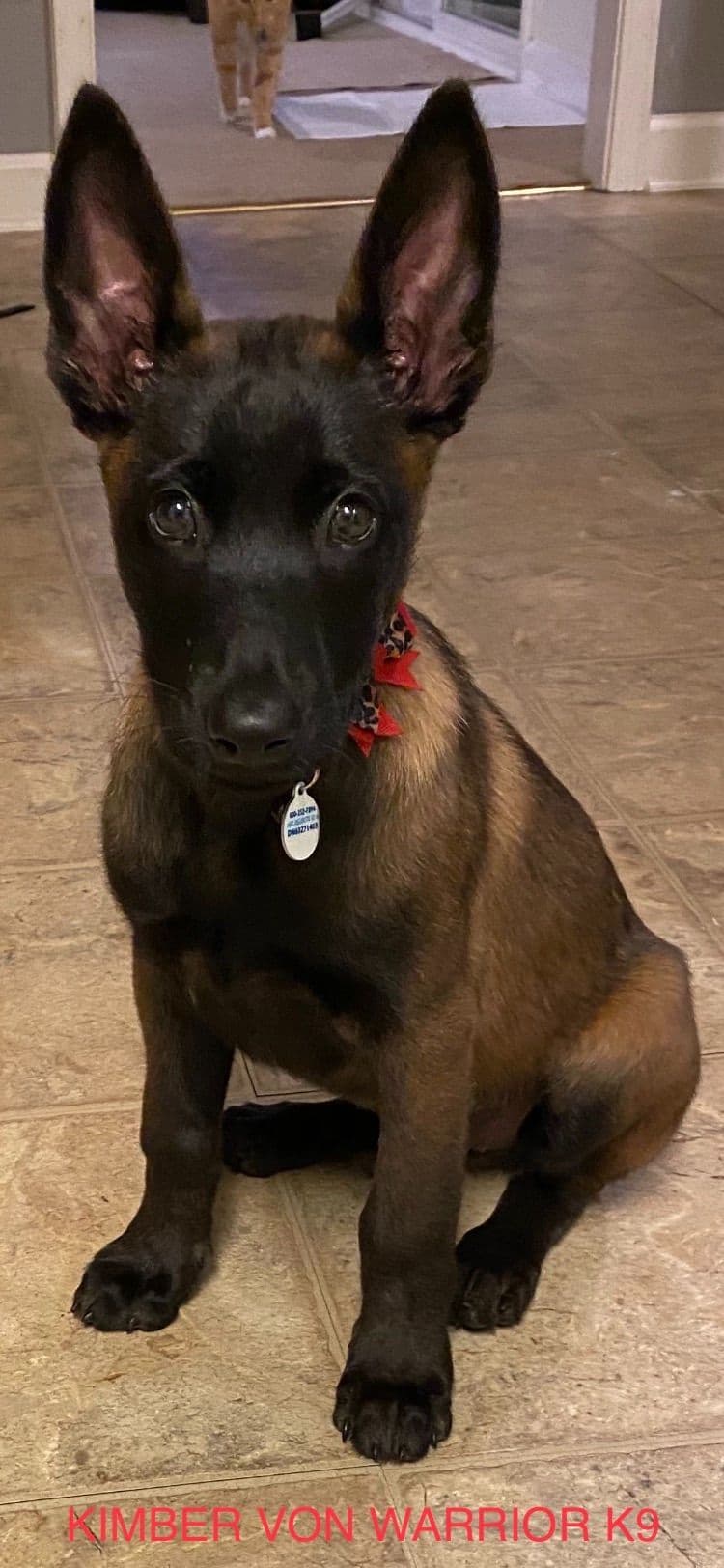 Belgian Malinois Puppies: Superior Quality of Puppies for Sale breeder image 103