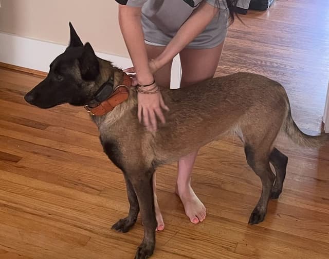 Belgian Malinois Puppies: Superior Quality of Puppies for Sale media 15