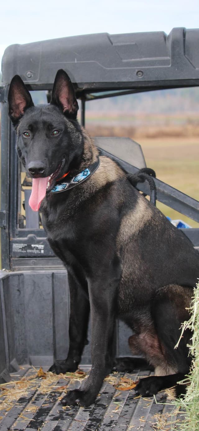 Belgian Malinois Puppies: Superior Quality of Puppies for Sale media 14