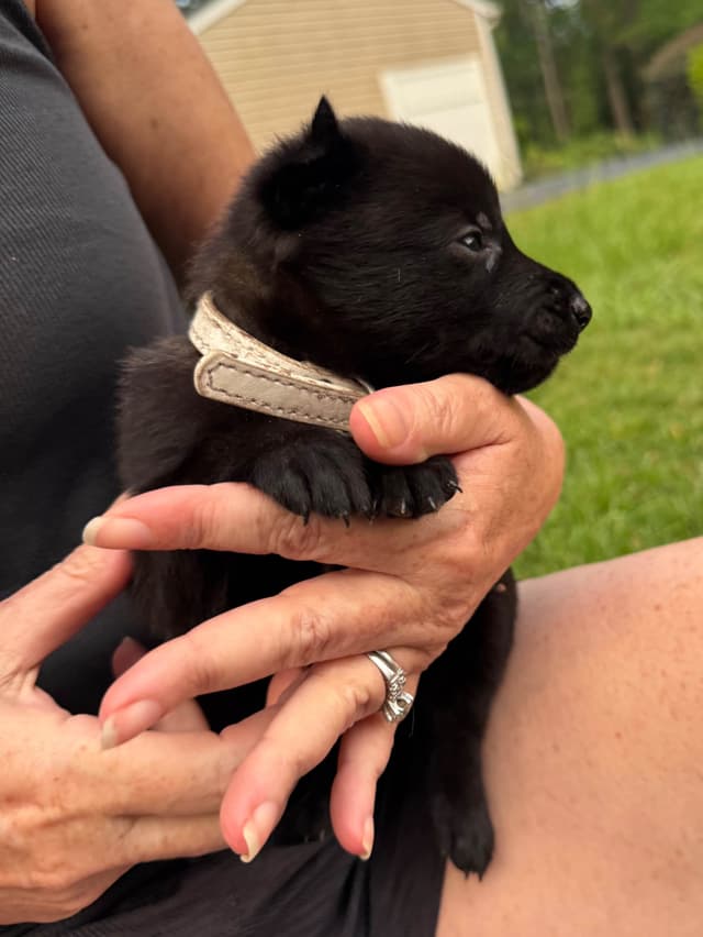 Belgian Malinois Puppies: Superior Quality of Puppies for Sale media 3