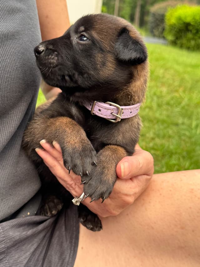 Belgian Malinois Puppies: Superior Quality of Puppies for Sale media 4