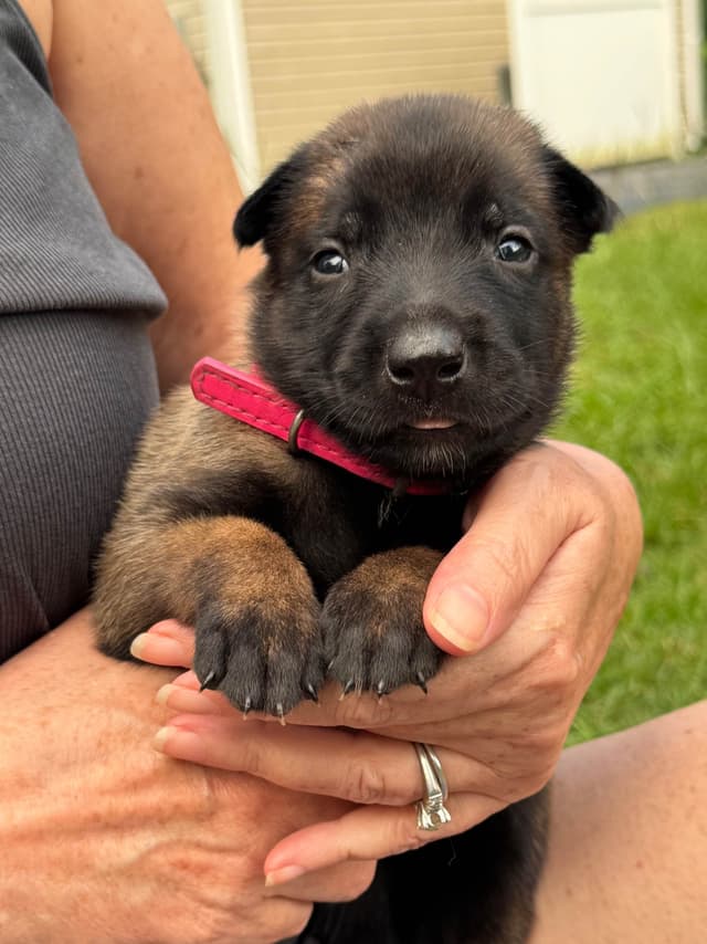 Belgian Malinois Puppies: Superior Quality of Puppies for Sale media 6