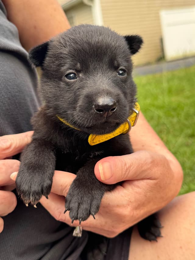 Belgian Malinois Puppies: Superior Quality of Puppies for Sale media 2