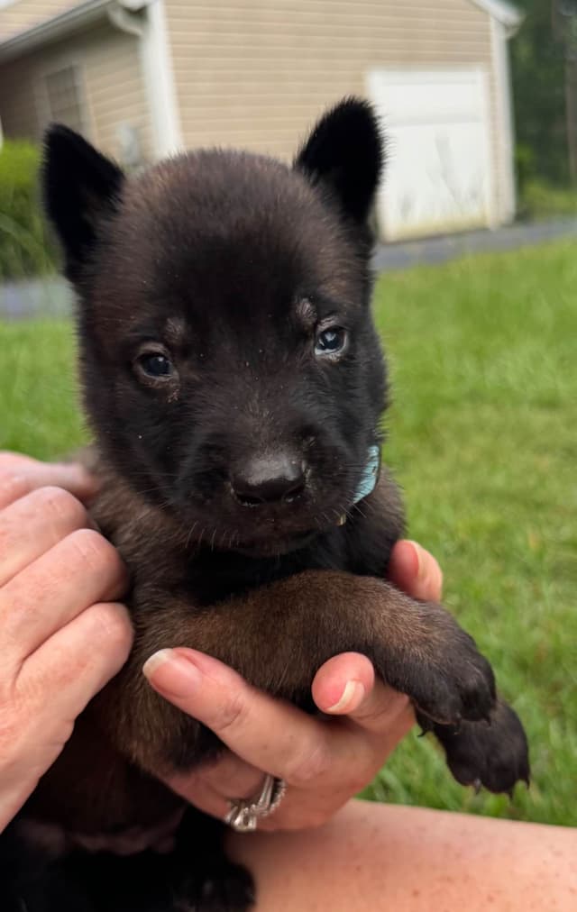 Belgian Malinois Puppies: Superior Quality of Puppies for Sale media 7