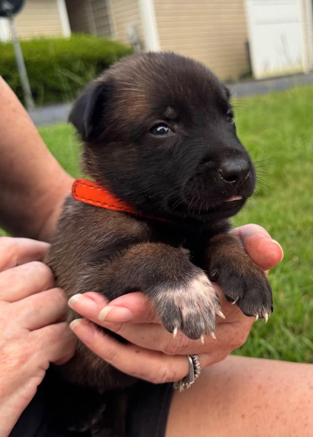 Belgian Malinois Puppies: Superior Quality of Puppies for Sale media 8